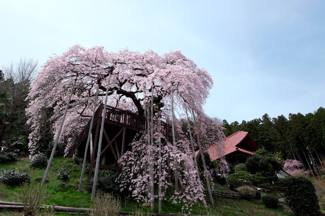 慈徳寺の種まき桜　福島県福島市佐原　２０１６・０４・０９_e0143883_20502526.jpg