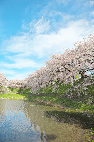 桜の下で_a0194990_14778.jpg