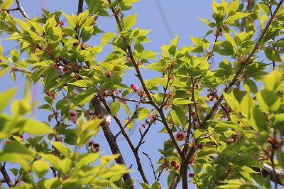 植樹した兼六園菊桜に花が咲きました。_b0114193_1149449.jpg