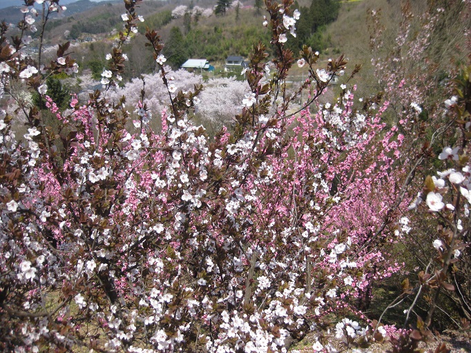 e0147297_1643578.jpg