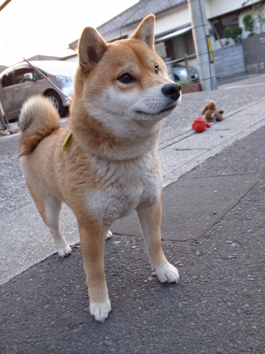 ちなちゃんと遊ぼう! (^o^)_c0049299_2236317.jpg