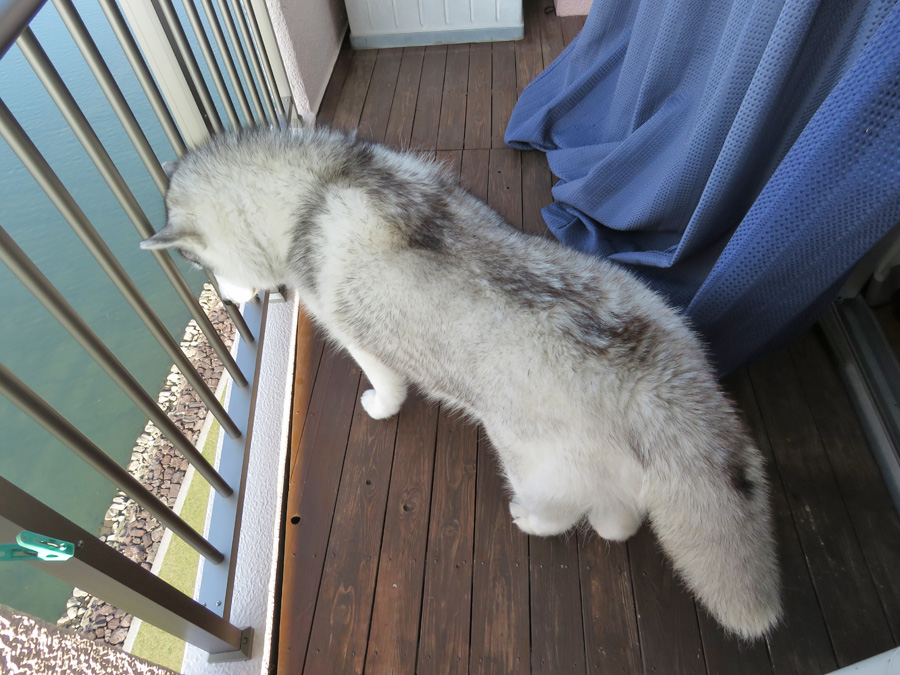 ちなちゃんと遊ぼう! (^o^)_c0049299_22402911.jpg