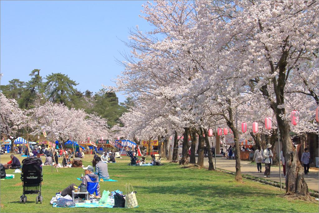 ※ 2016年・悠久山公園の桜 (6) _d0353401_0424479.jpg