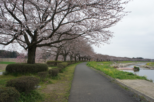 新川の桜_d0197602_1324519.jpg