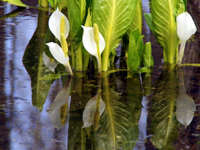 a0345007_18115416.jpg