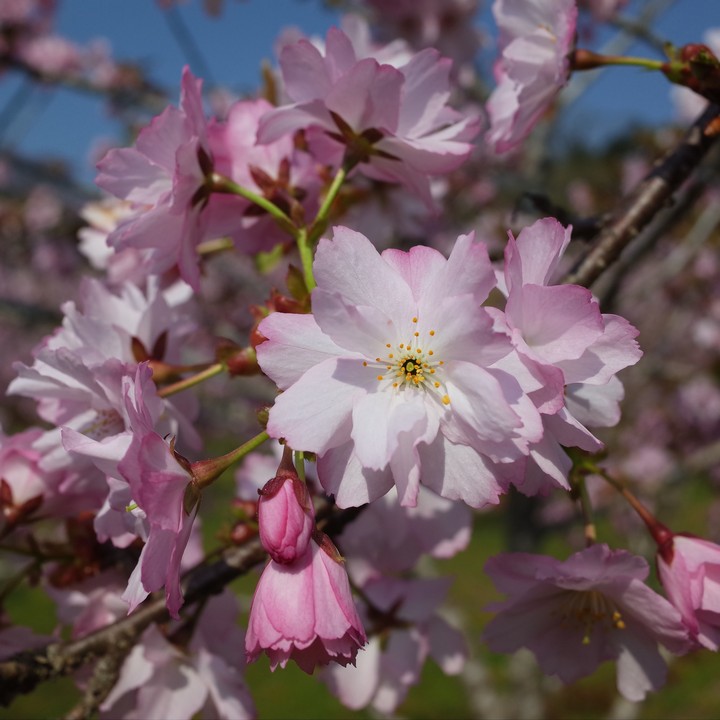 深山の花園_a0268412_2159091.jpg