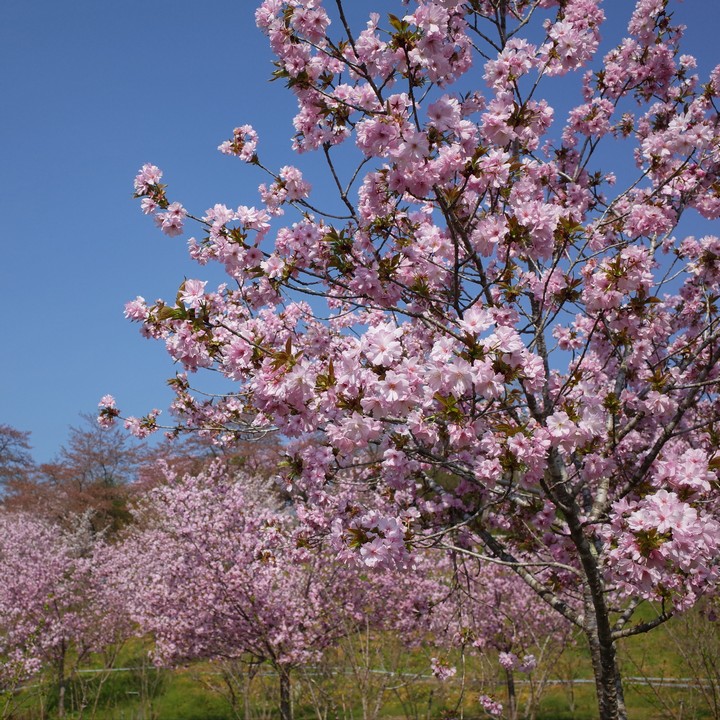 深山の花園_a0268412_2159367.jpg