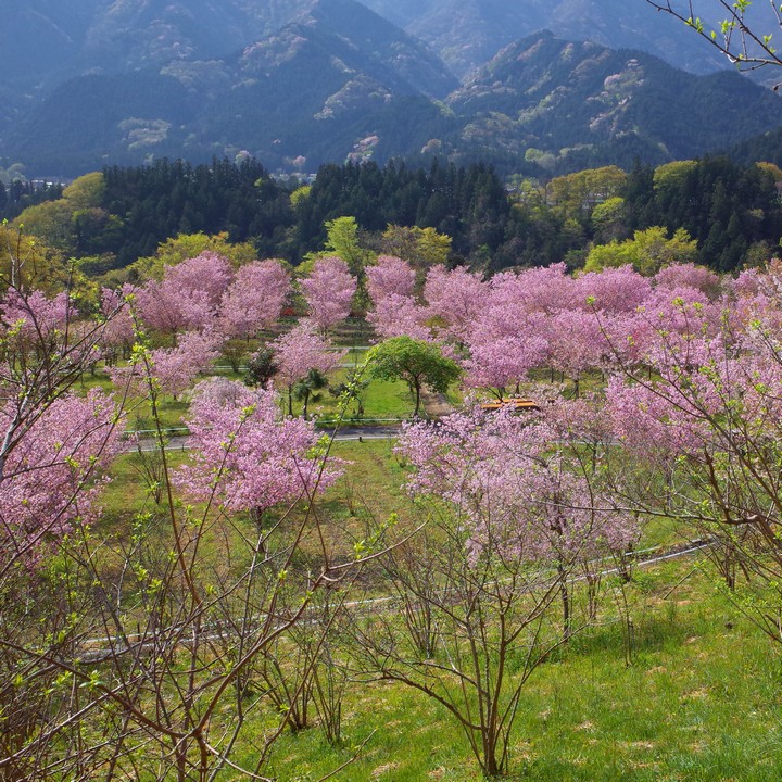 深山の花園_a0268412_2220422.jpg