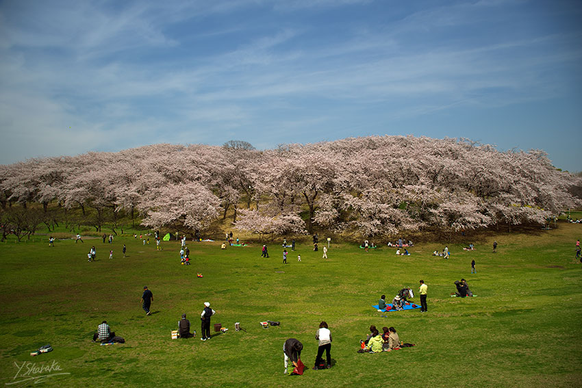 2016年　桜のある景色　No３_f0344614_22193937.jpg