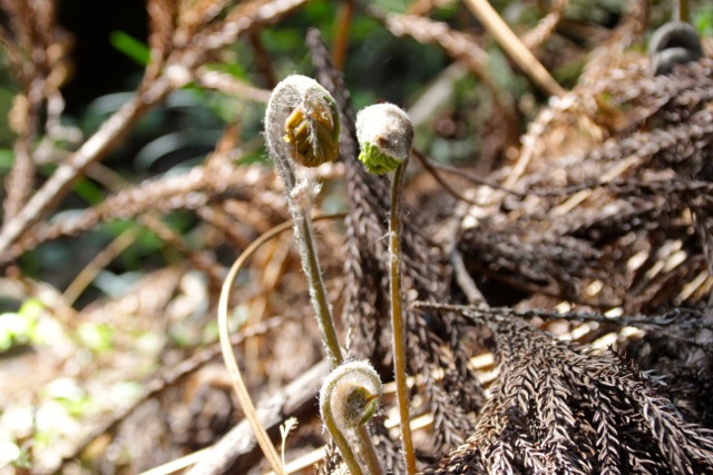 f0217617_11534096.jpg