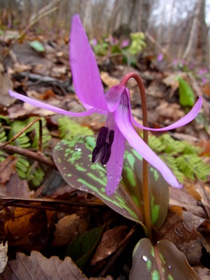 c0204725_2030378.jpg