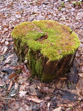 c0204725_2033119.jpg
