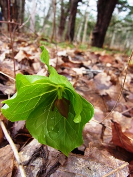 c0204725_2048798.jpg