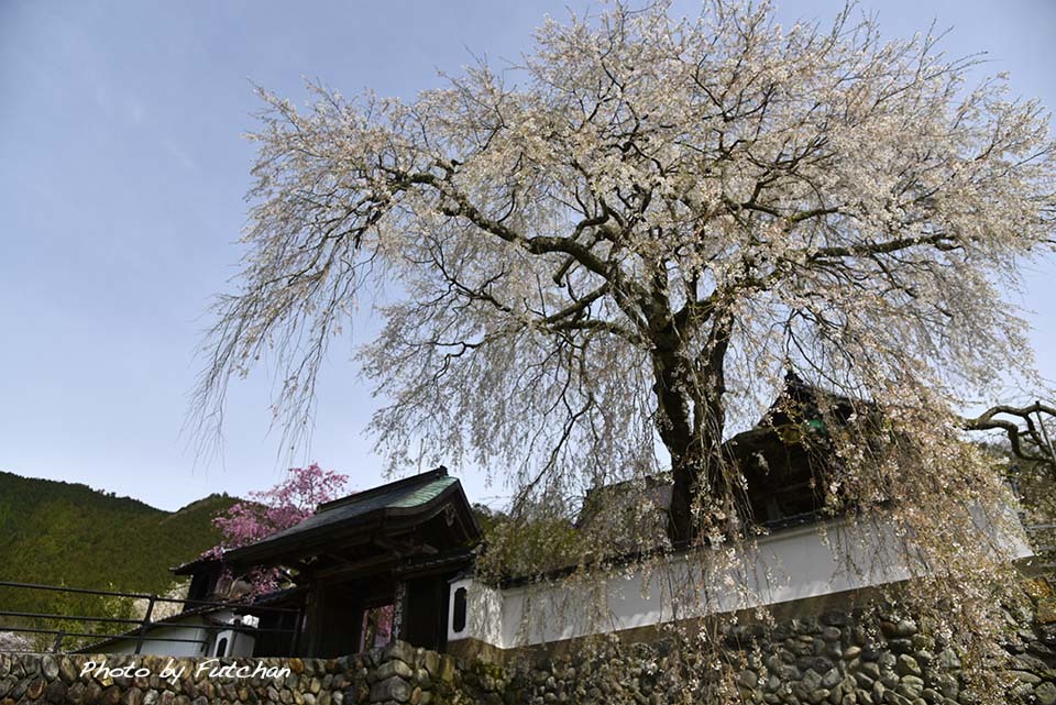 2016年桜めぐり⑤　佐用町光福寺のオオイトザクラ_a0158226_23561106.jpg