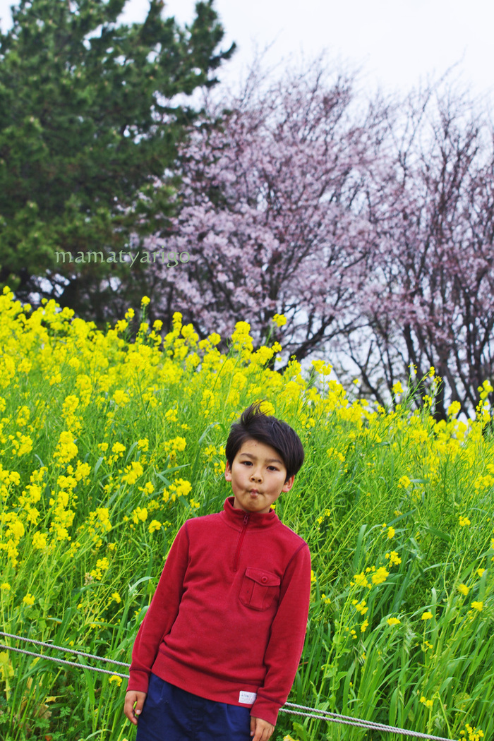 菜の花畑で捕まえて♪_e0303927_1733407.jpg