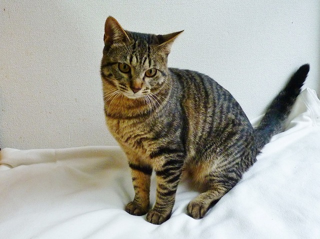 動物だけど、ペットは人間界側_b0166128_8313990.jpg