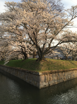 五稜郭の桜_a0292043_20083537.jpg