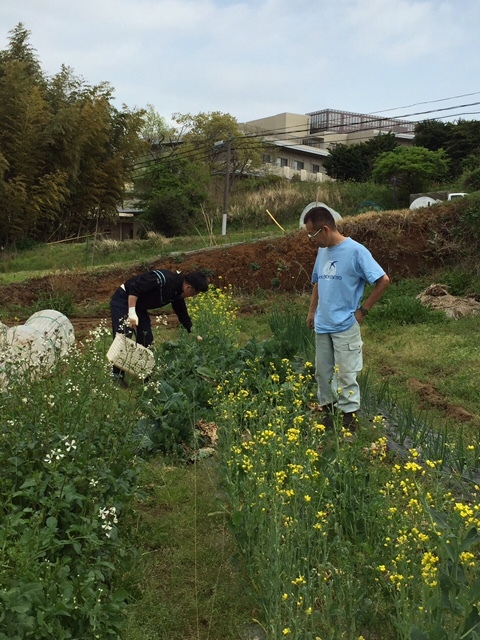 今朝は６人・・・トマトの苗１２５　定植間に合いました　穴空きトンネルも張れて安心しました_c0222448_12272883.jpg