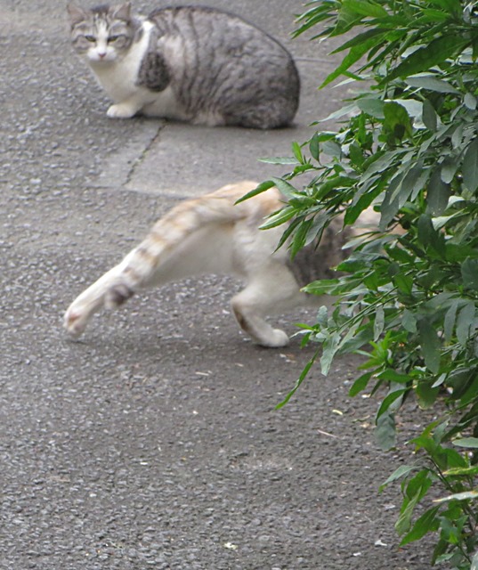 【震災お見舞いと伊東の猫】_b0009849_13561162.jpg