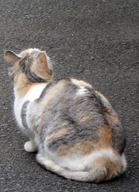 【震災お見舞いと伊東の猫】_b0009849_1358127.jpg