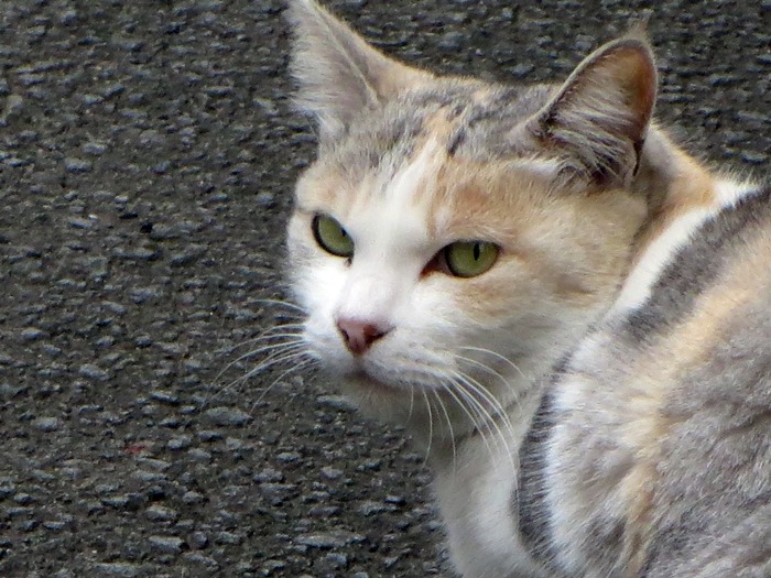 【震災お見舞いと伊東の猫】_b0009849_13581993.jpg