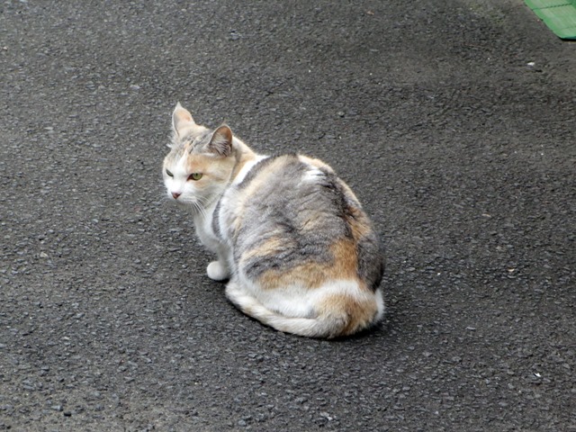 【震災お見舞いと伊東の猫】_b0009849_13591681.jpg