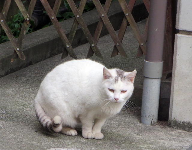【震災お見舞いと伊東の猫】_b0009849_13594494.jpg