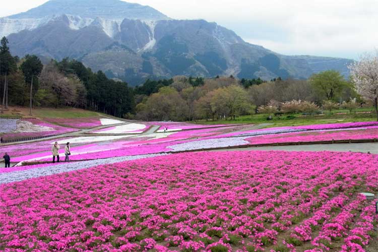 芝桜の羊山公園_c0080352_7441880.jpg