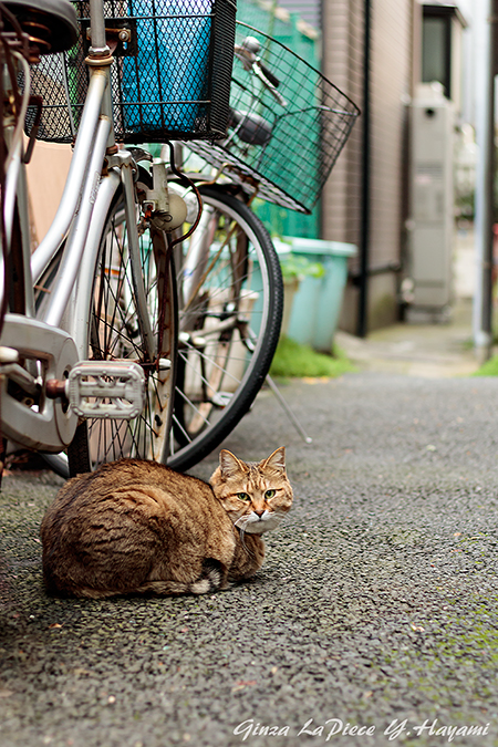 猫のいる風景　近所のキジトラちゃん_b0133053_1361418.jpg