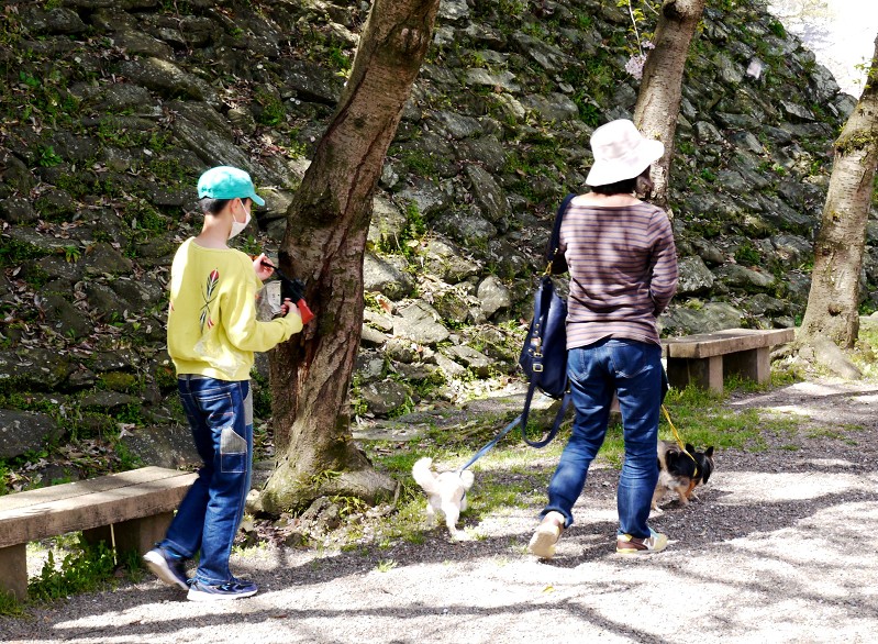 　　和歌山城公園にて　　２０２４-０４-２３　００：００_b0093754_115397.jpg