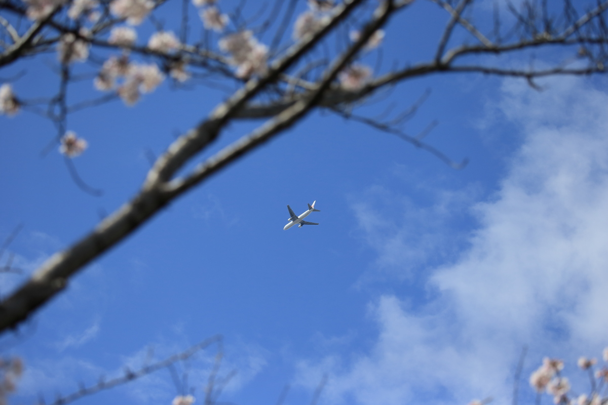 飛行機がサクラの木の上を飛んでいく_c0272958_0161351.jpg