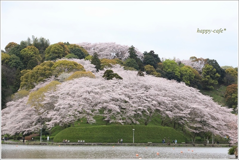 満開の桜＠蓮華寺池公園♪_a0167759_0233761.jpg