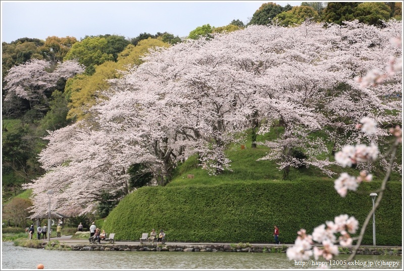 満開の桜＠蓮華寺池公園♪_a0167759_025173.jpg