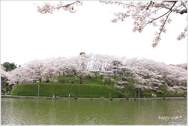 満開の桜＠蓮華寺池公園♪_a0167759_0301537.jpg