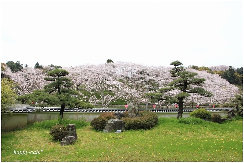 満開の桜＠蓮華寺池公園♪_a0167759_0305348.jpg