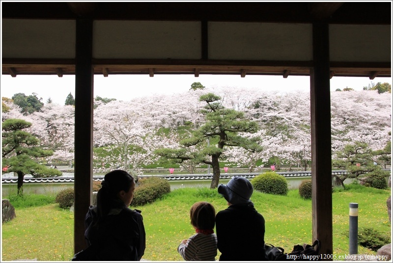 満開の桜＠蓮華寺池公園♪_a0167759_0311774.jpg