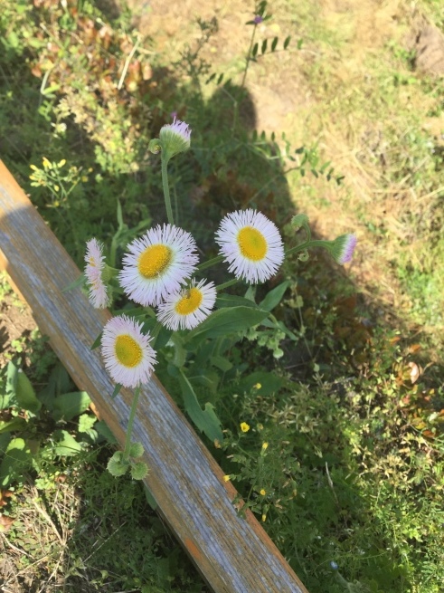 毘沙門天 ティティティア 熊本地震_c0348065_00451725.jpeg