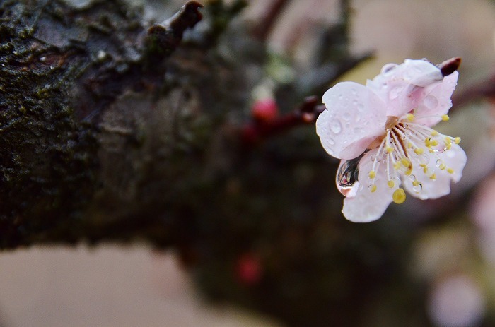 明日は雨？_b0341869_13540474.jpg
