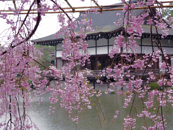 桜　2016　平安神宮 _f0021869_025988.jpg