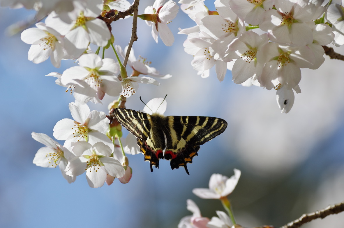 桜とギフチョウ_b0301570_20163285.jpg