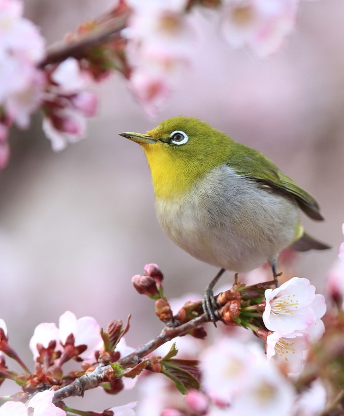花と鳥さん＾＾の季節 : アイヌモシリの野生たち 獣と野鳥の写真図鑑