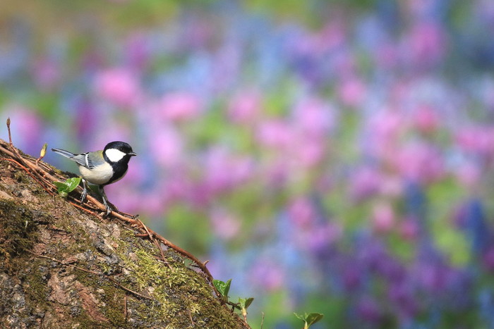 花と鳥さん＾＾の季節 : アイヌモシリの野生たち 獣と野鳥の写真図鑑