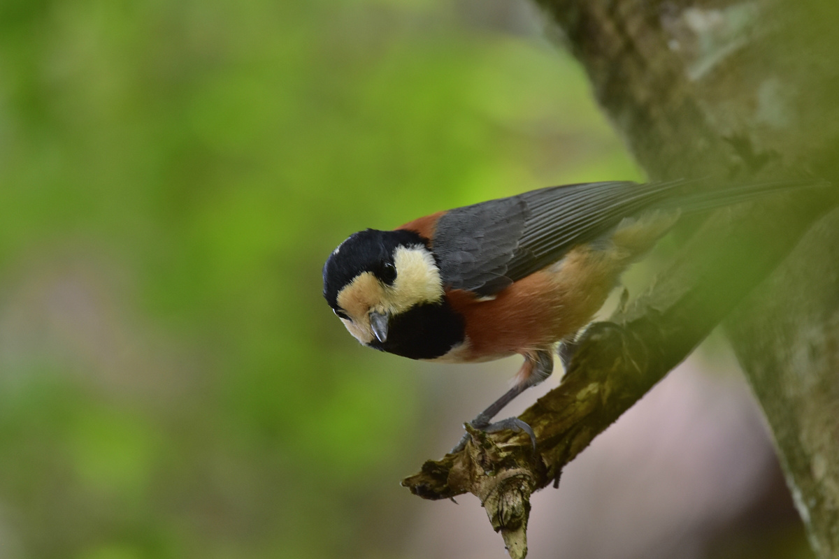 ヤマガラ_f0053272_7592893.jpg