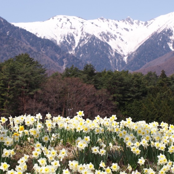 光善寺の水仙としだれ桜_a0104074_11531645.jpg