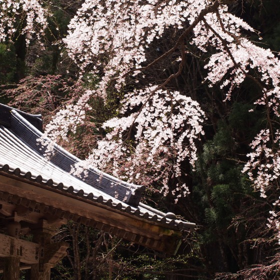 光善寺の水仙としだれ桜_a0104074_12122569.jpg