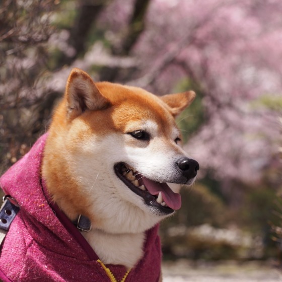 光善寺の水仙としだれ桜_a0104074_1214560.jpg