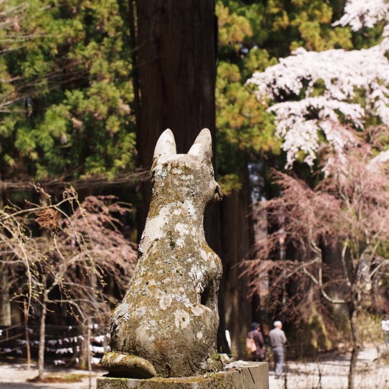 光善寺の水仙としだれ桜_a0104074_1294187.jpg