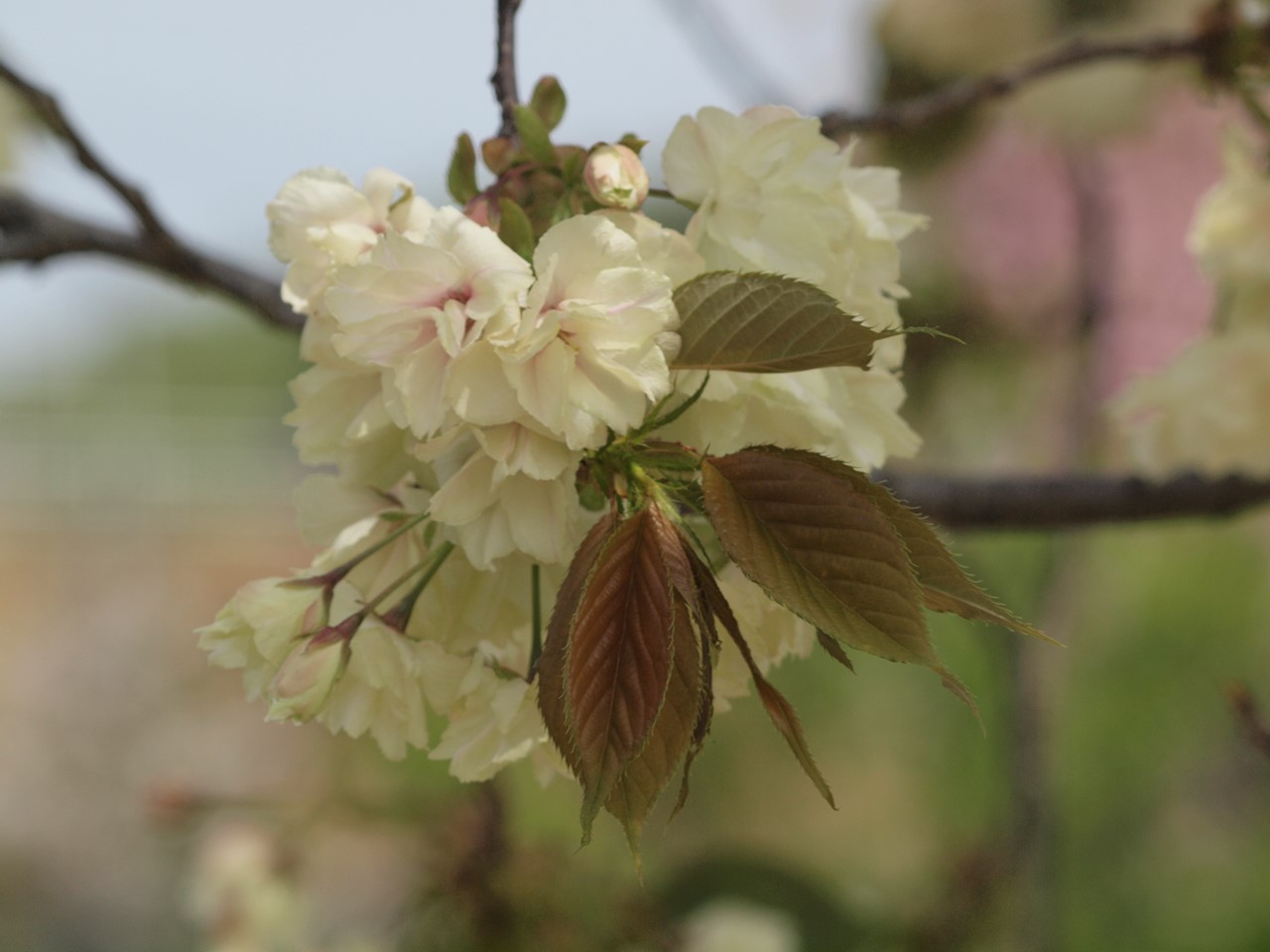 『遅咲きの里桜達(七品種)・・・・・』_d0054276_20212173.jpg