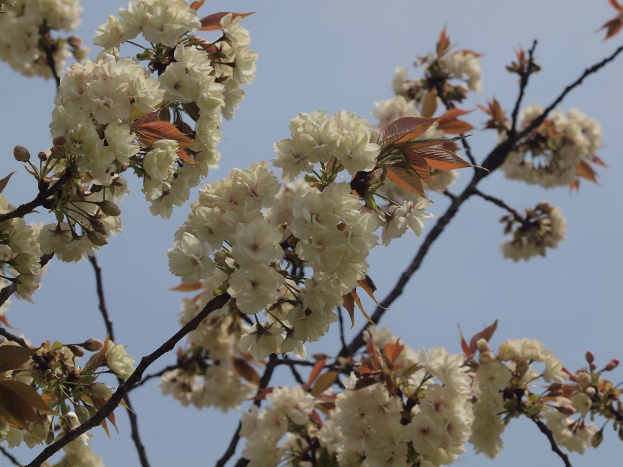 『遅咲きの里桜達(七品種)・・・・・』_d0054276_20213220.jpg