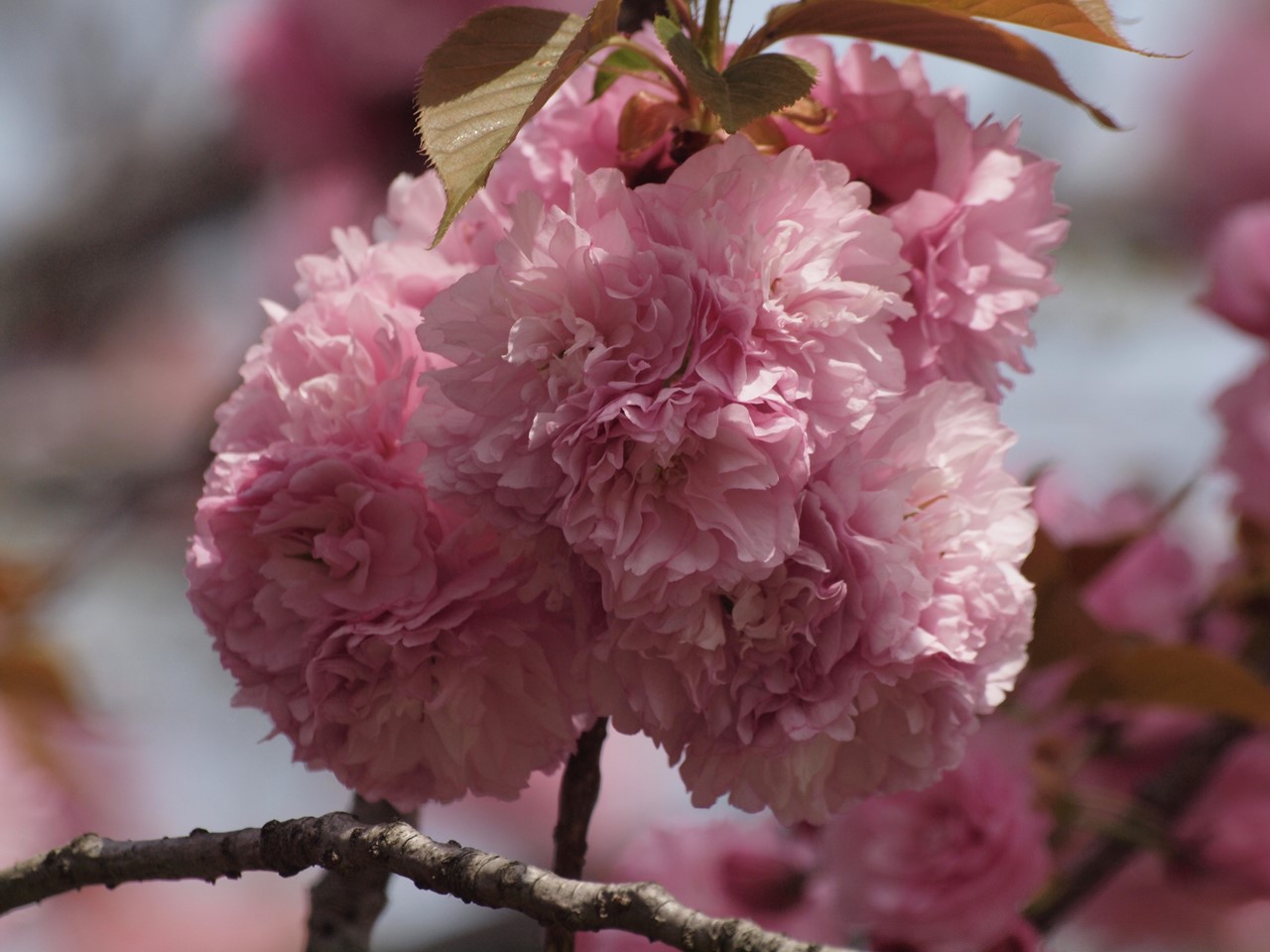 『遅咲きの里桜達(七品種)・・・・・』_d0054276_2023075.jpg